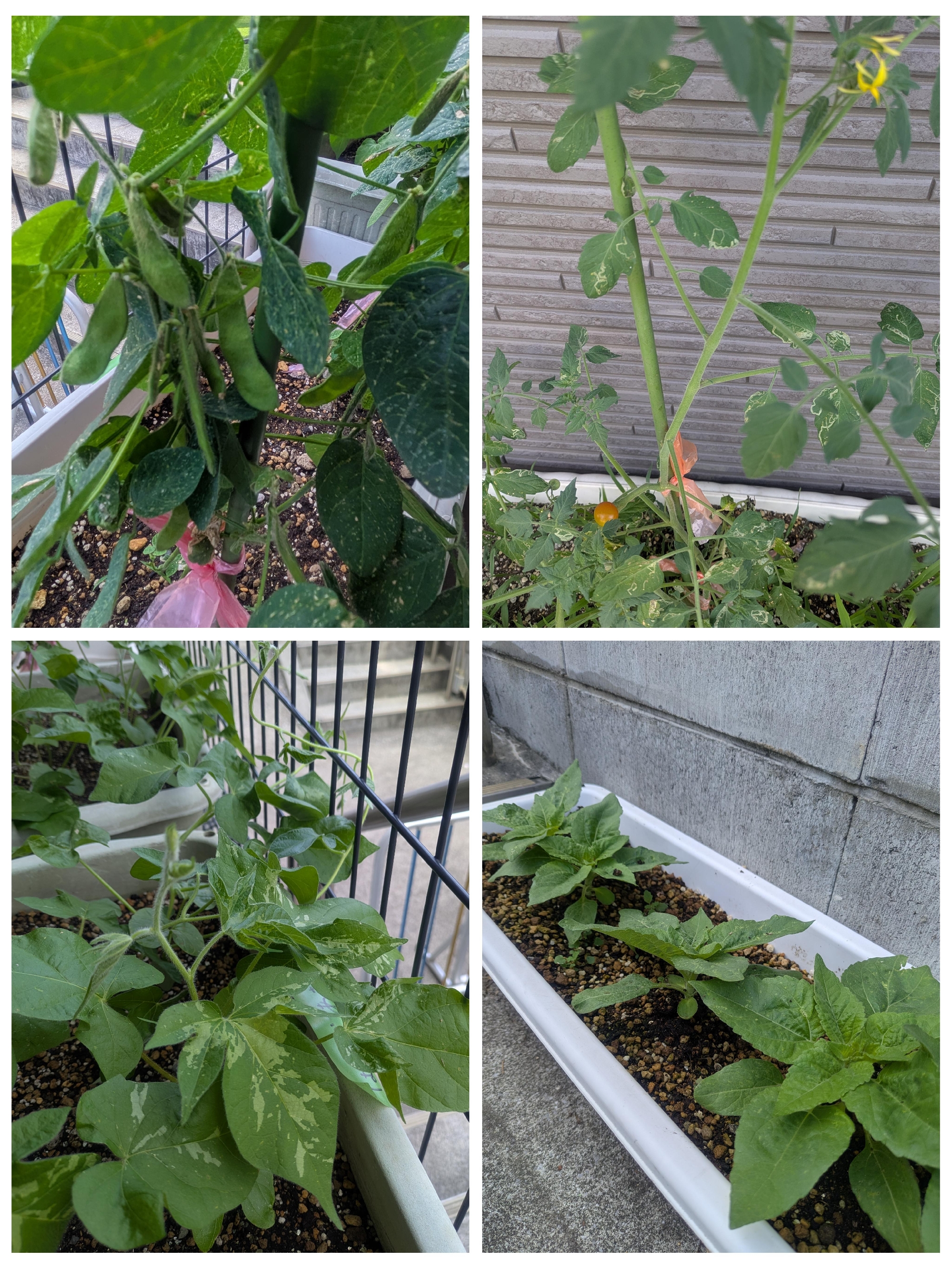 6月の様子
